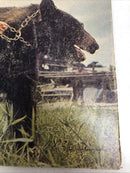 Gentle Ben (1968)